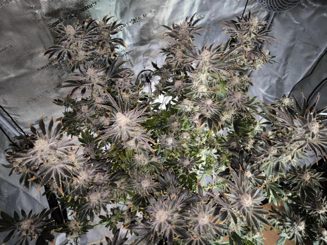 Lemon Cherry Gelato, Jealousy. Week 16