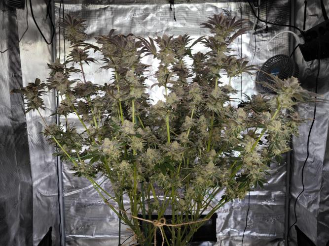 Lemon Cherry Gelato, Jealousy. Week 16