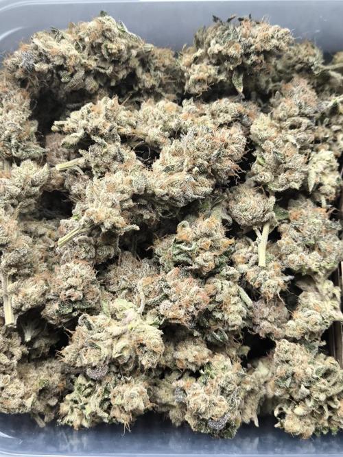 Lemon Cherry Gelato, Jealousy. Week 17