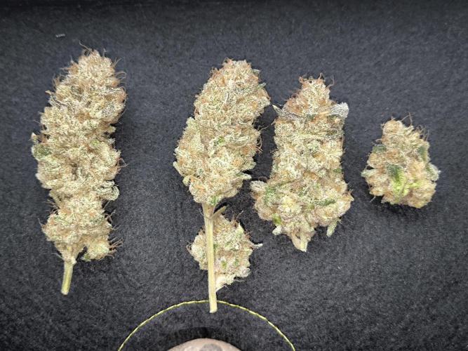 Lemon Cherry Gelato, Jealousy. Week 17