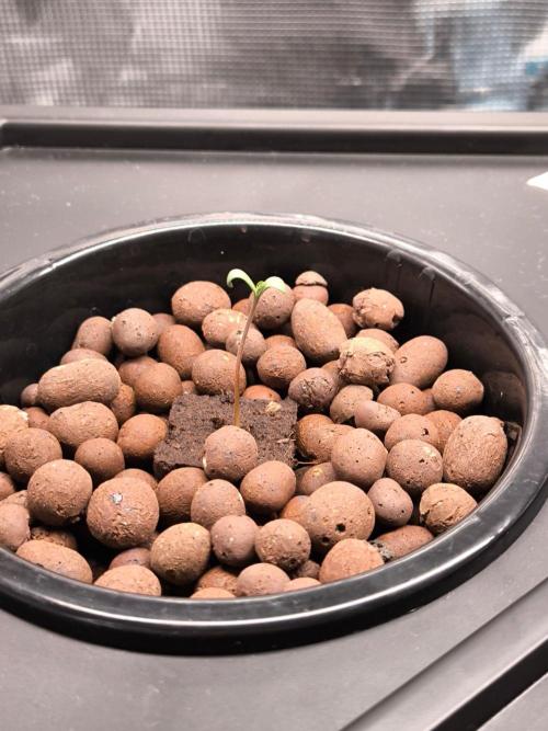 Hindu Kush, Thin Mint Frosting. Week 0 - Hindu Kush