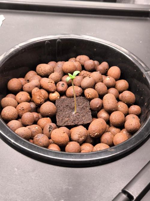 Hindu Kush, Thin Mint Frosting. Week 0 - Thin Mint Frosting 