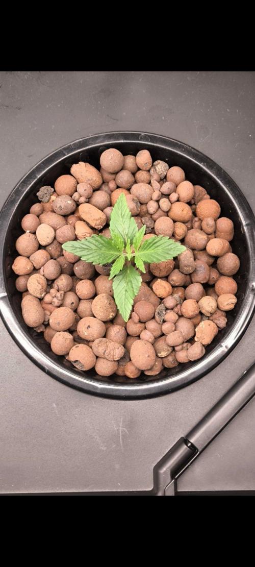 Hindu Kush, Thin Mint Frosting. Week 1