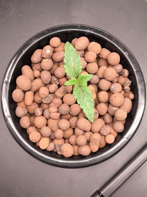 Hindu Kush, Thin Mint Frosting. Week 1