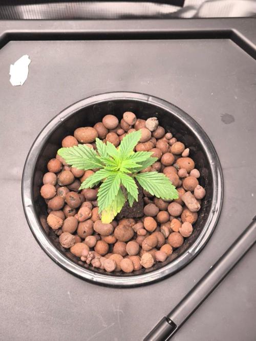 Hindu Kush, Thin Mint Frosting. Week 2 - Thin Mint Frosting 