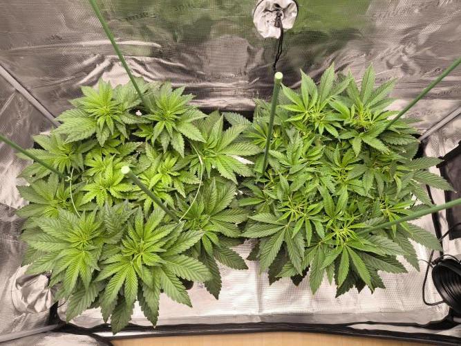 Lemon Cherry Gelato, Jealousy. Week 7