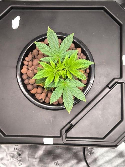 Hindu Kush, Thin Mint Frosting. Week 4 - Week 4