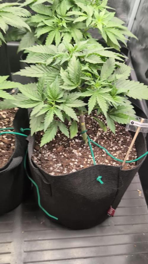 Fast Garden