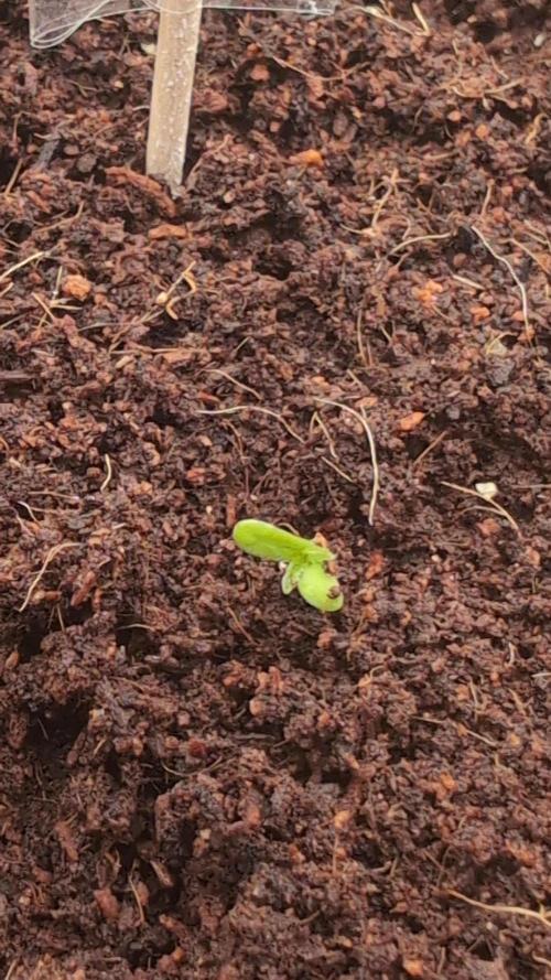 Cherry Cola Auto Fast Buds. Week 0 - First Day
21.01.26