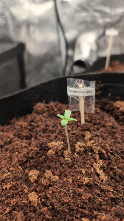 Cherry Cola Auto Fast Buds. Week 0 - Day 3
23.01.26