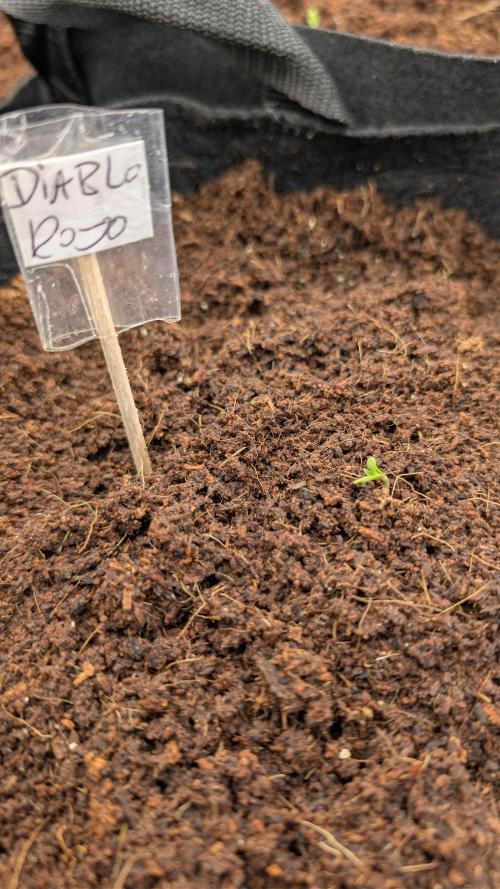 Diablo Rojo XL Auto Take 2. Week 0 - First Day
21.01.26