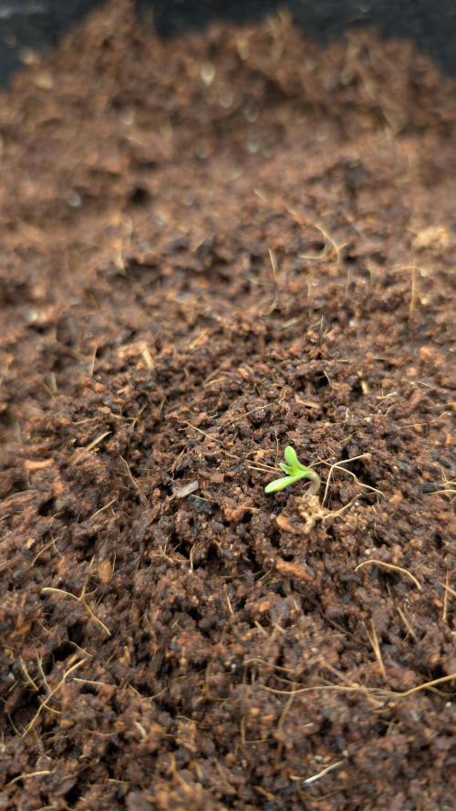 Diablo Rojo XL Auto Take 2. Week 0 - First Day
21.01.26