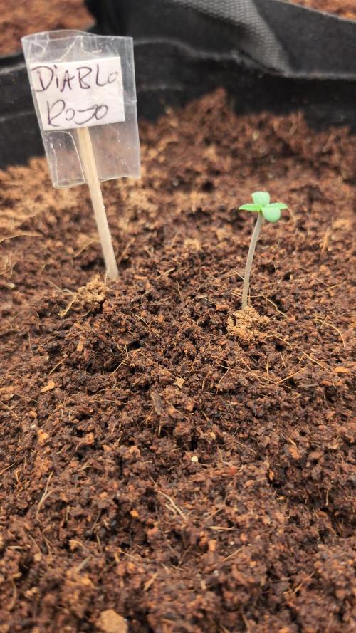 Diablo Rojo XL Auto Take 2. Week 0 - Third Day
23.01.26