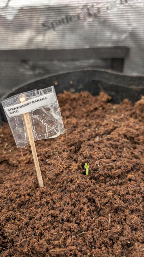 Strawberry Banana and the royal Cheese. Week 0 - Strawberry B. DAY 1
21.01.26