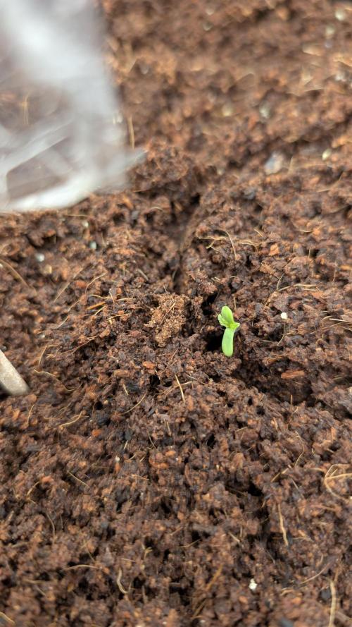 Strawberry Banana and the royal Cheese. Week 0 - Strawberry B. DAY 1
21.01.26