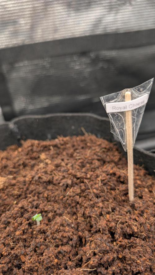 Strawberry Banana and the royal Cheese. Week 0 - Royal Cheese Day 1
23.01.26 The slow one