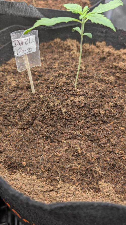 Diablo Rojo XL Auto Take 2. Week 1 - First Veg Week
31.01 Day 10 of her life