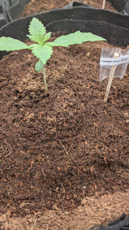 Cherry Cola Auto Fast Buds. Week 1 - 31.01 Day 10 of her life