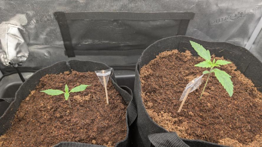 Strawberry Banana and the royal Cheese. Week 1 - 31.01
Day 10 for Strawberrie, Day 8 for Cheese