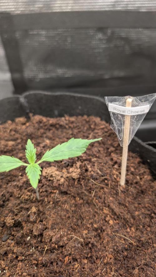 Strawberry Banana and the royal Cheese. Week 1 - 31.01