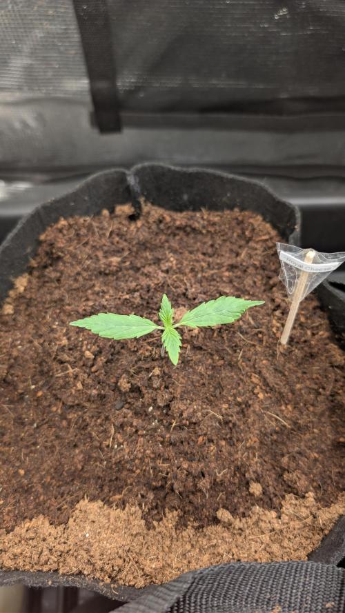 Strawberry Banana and the royal Cheese. Week 1 - 31.01
