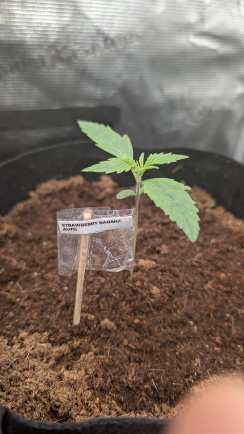 Strawberry Banana and the royal Cheese. Week 1 - 31.01