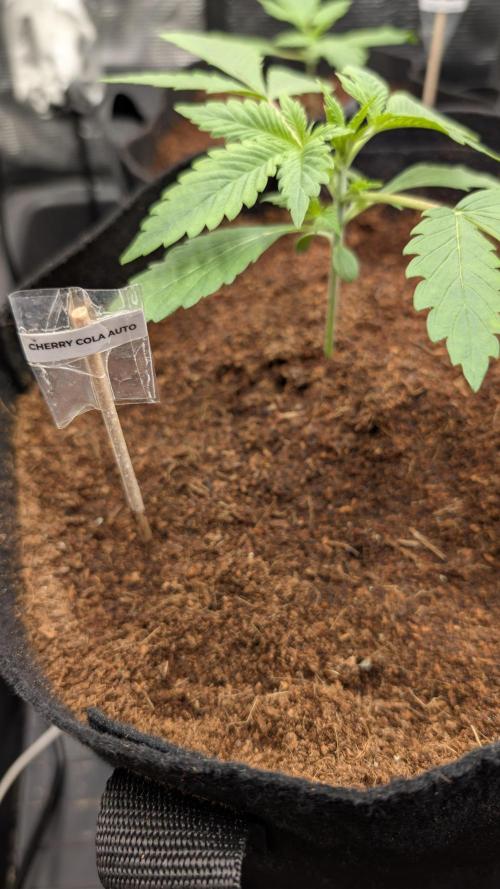 Cherry Cola Auto Fast Buds. Week 2 - 05.02
Day 15
Topped