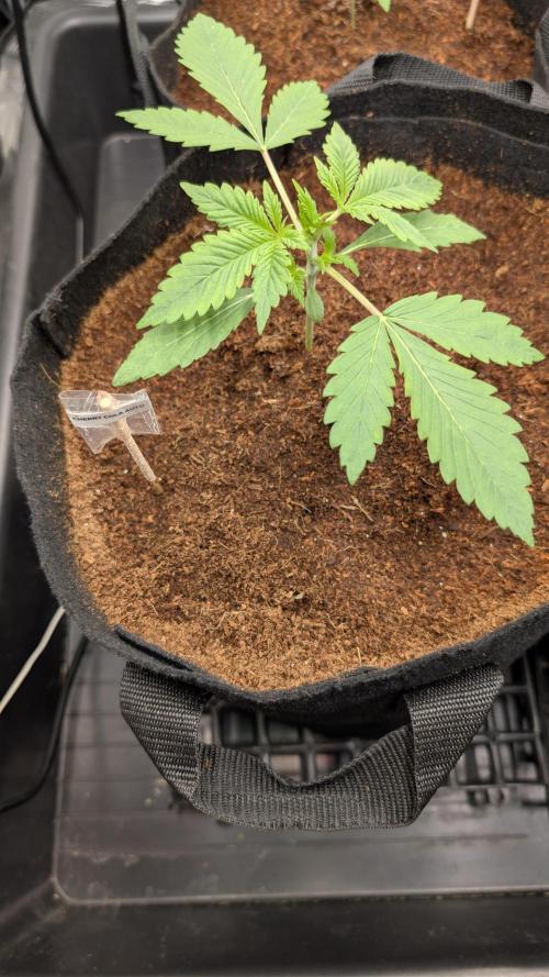 Cherry Cola Auto Fast Buds. Week 2