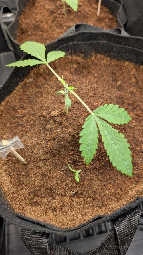 Cherry Cola Auto Fast Buds. Week 2