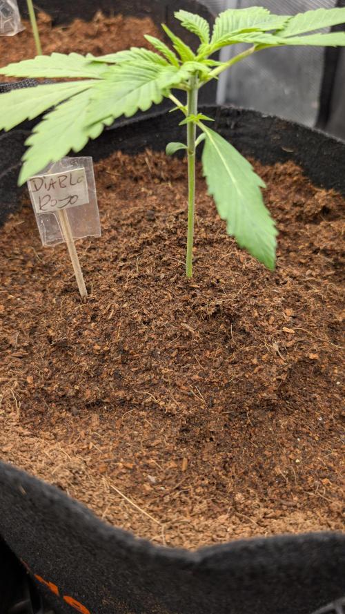 Diablo Rojo XL Auto Take 2. Week 2 - 05.02 km
Day 15
Topped