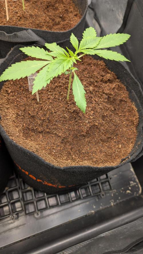 Diablo Rojo XL Auto Take 2. Week 2