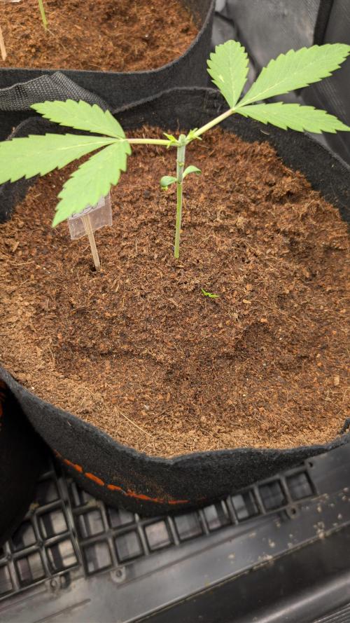 Diablo Rojo XL Auto Take 2. Week 2