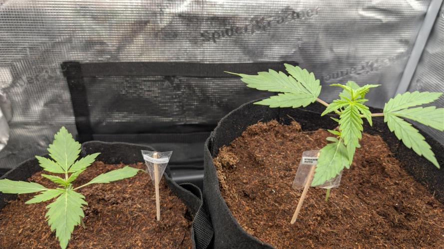 Strawberry Banana and the royal Cheese. Week 2 - 05.02 
Day 15 Strawberry,  Day 13 Cheese
Strawberry Topped