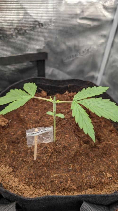 Strawberry Banana and the royal Cheese. Week 2