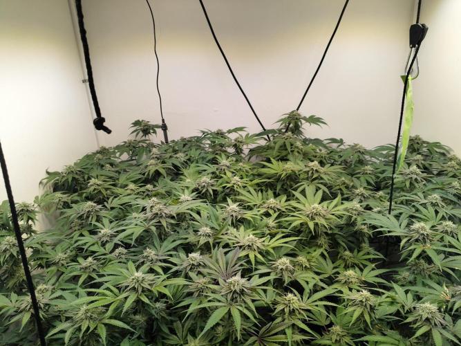 Purple Mints. Week 5