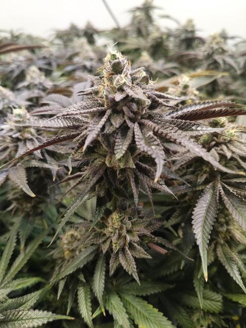 Star. Week 8