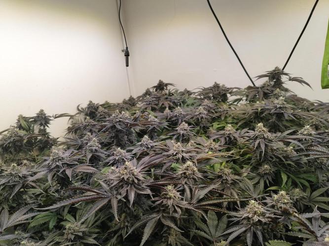 Star. Week 8