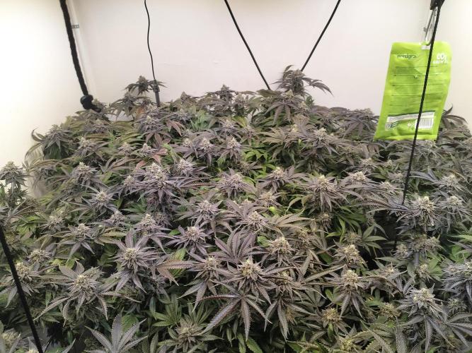 Star. Week 8