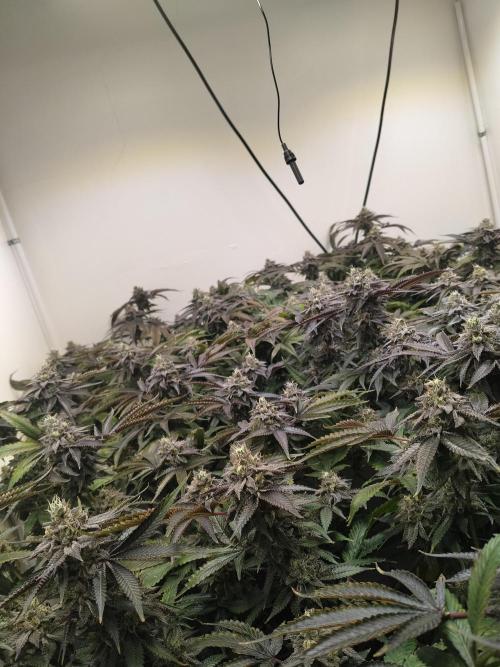 Star. Week 8