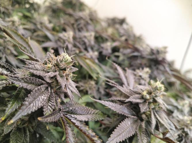 Purple Mints. Week 8