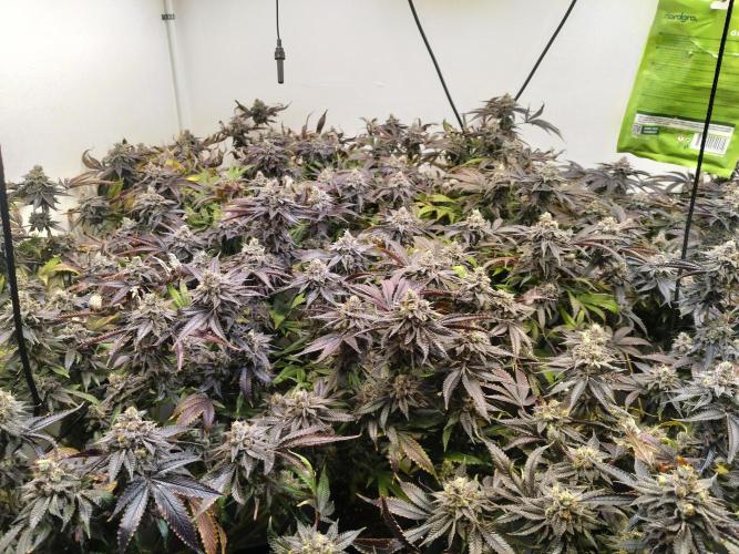 Star. Week 10