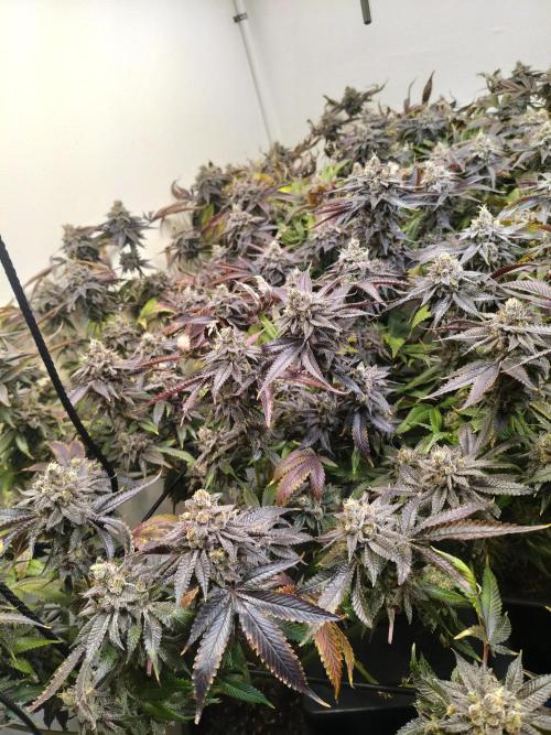 Star. Week 10