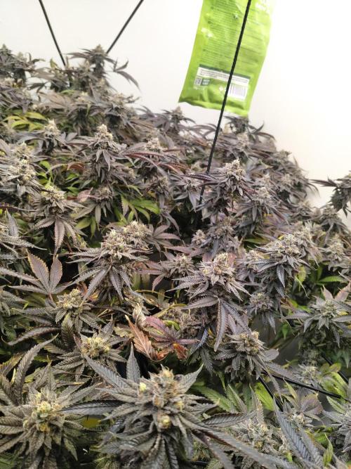 Star. Week 10