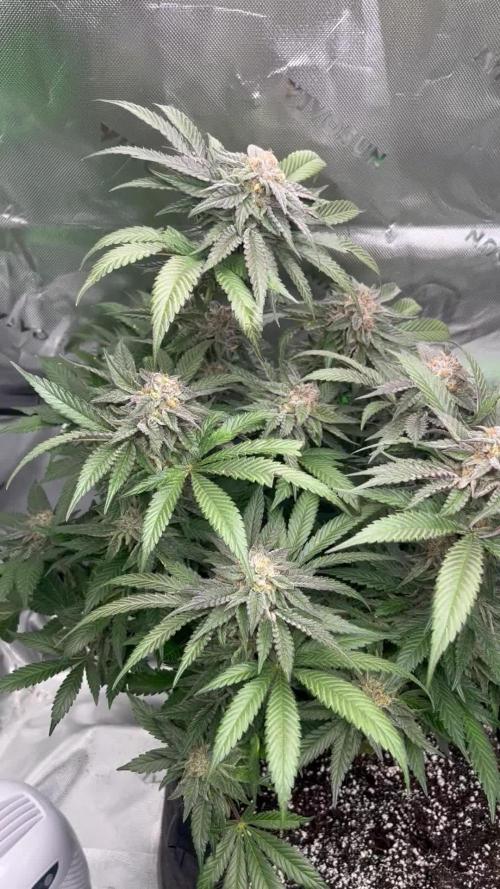 DuBZzFirstgrow