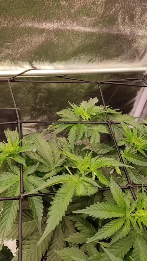 ChemZu - Shimo - Zake