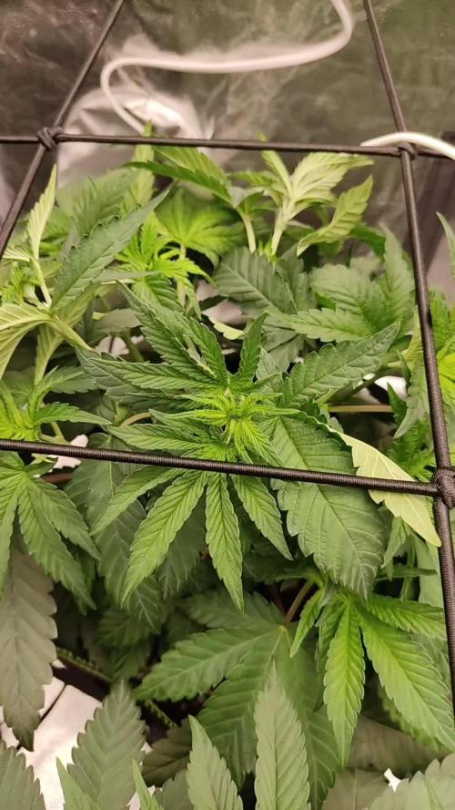 ChemZu - Shimo - Zake