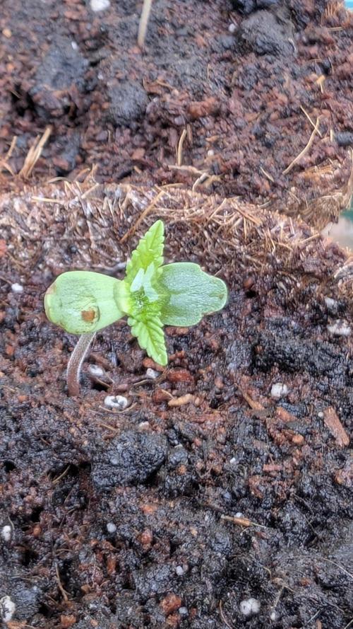 3. Legale Saison Fastberry Auto Outdoor. Week 0 - Pflanze 1 nach 2 Tagen!
