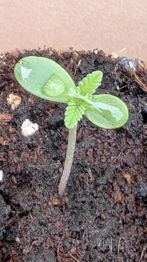 3. Legale Saison Fastberry Auto Outdoor. Week 0 - Pflanze 2 nach 2 Tagen!
