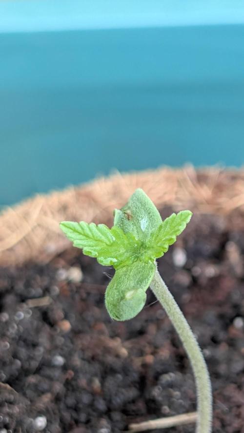 3. Legale Saison Fastberry Auto Outdoor. Week 0 - Pflanze 3 nach 2 Tagen!