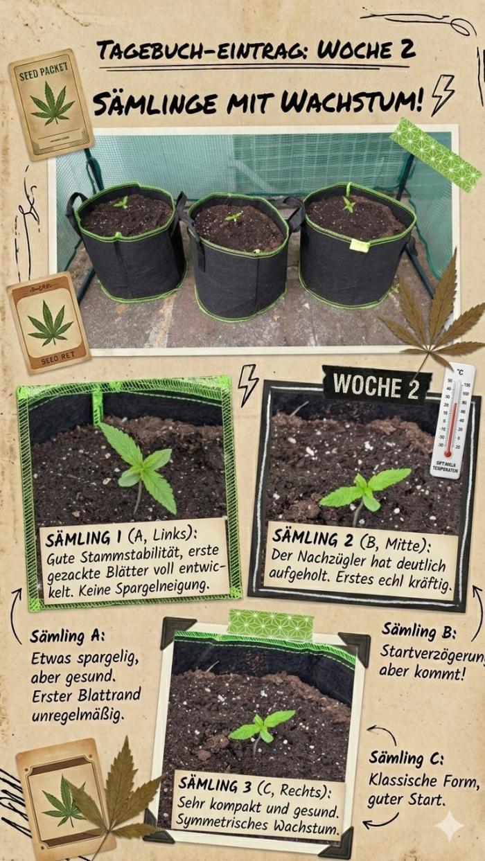 3. Legale Saison Fastberry Auto Outdoor. Week 2